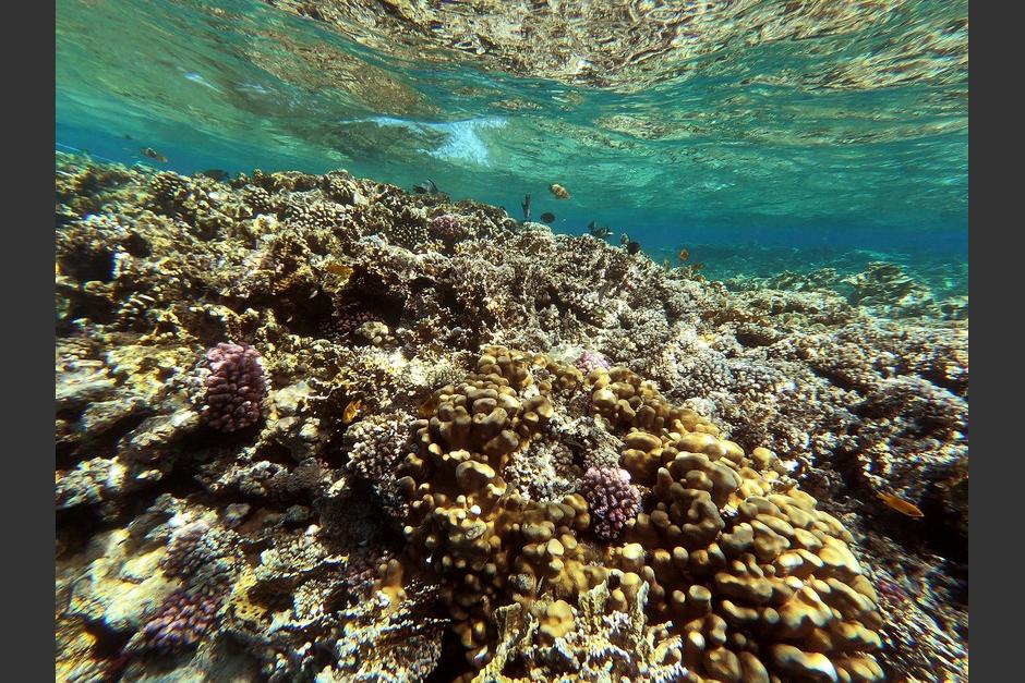 Los corales no pueden regenerarse por la gran cantidad de nadadores que llegan al Mar Rojo. (Foto: AFP)