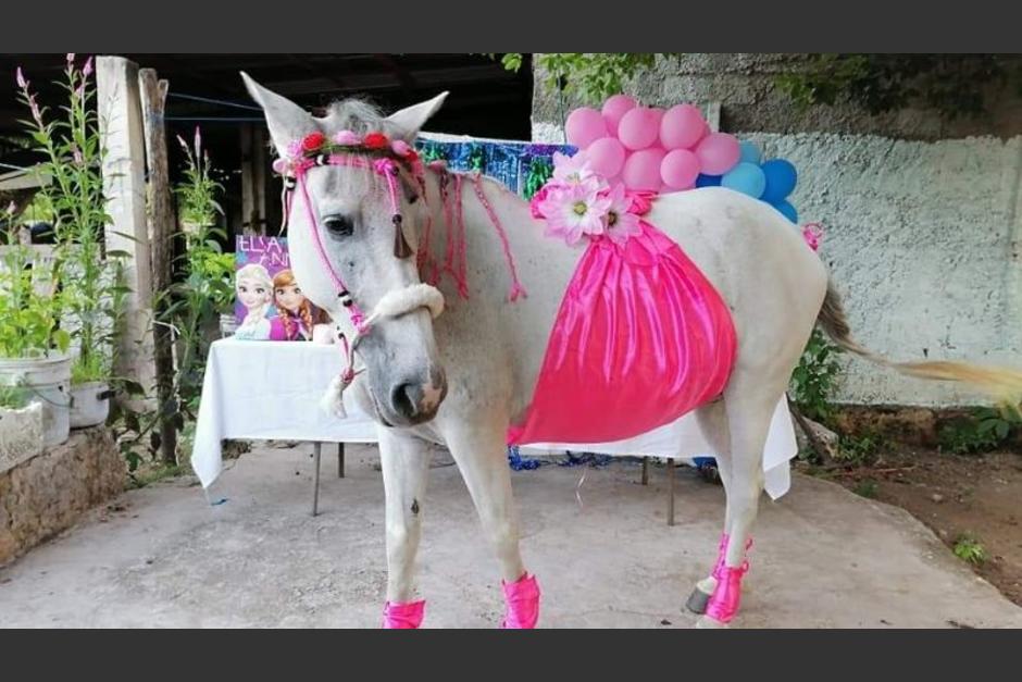 Una familia le organiz&oacute; un "baby shower" a una yegua llamada "Camila".&nbsp;(Foto: poresto.net)