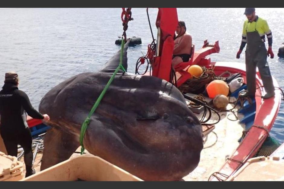 Pescadores de&nbsp;la&nbsp;almadraba de Ceuta,&nbsp;España, encontraron a un pez luna de más de una tonelada. (Foto: Onda Cero)