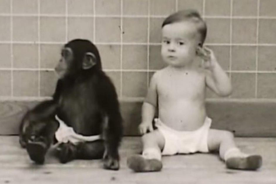Un psicólogo realizó un experimento donde su hijo fue educado junto a una cría de chimpancé, esto no terminó bien. (Foto: Oficial)