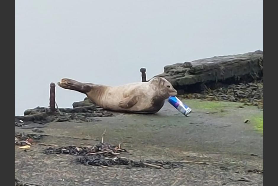 La foca escap&oacute; una vez de los rescatistas, pero finalmente pudo ser liberada en Escocia. (Foto:&nbsp;Andrew Wolsey/Triangle News)