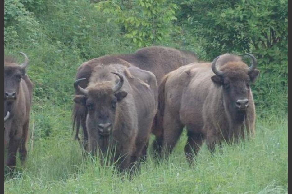 Huellas de pezu&ntilde;as en el barro, &aacute;rboles con la corteza marcada: aunque no se dejan ver, los&nbsp;bisontes&nbsp;est&aacute;n en Rumania. (Foto: Revista Vistazo)