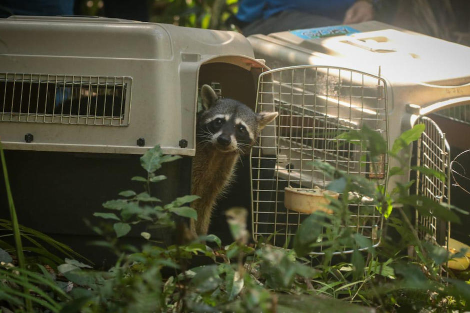 Varias especies fueron liberadas en el&nbsp;Parque nacional Yaxh&aacute;-Nakum-Naranjo. (Foto: Alejandro Morales/Arcas)