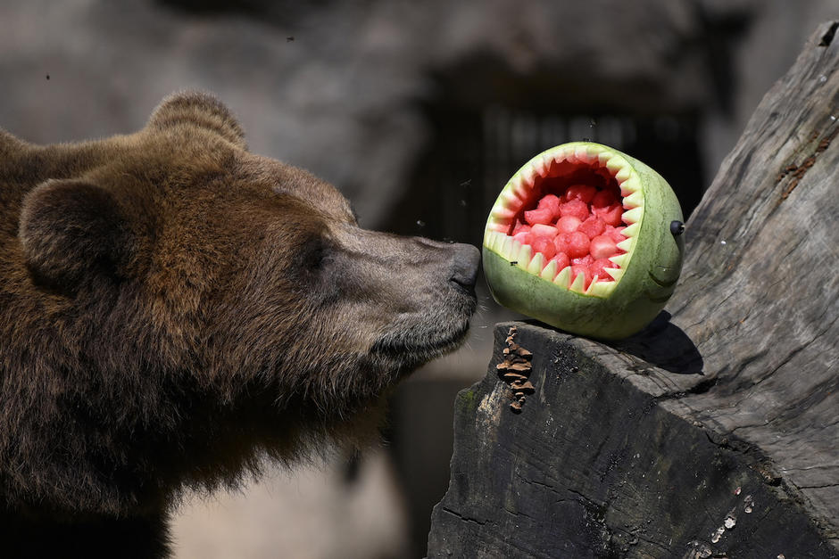 Los animales del Zool&oacute;gico La Aurora disfrutaron de un momento L&uacute;dico. (Foto: AFP)