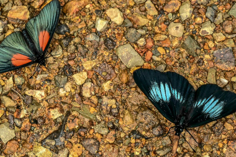 Mariposas en Jardín, Antioquia. El agrónomo Juan Guillermo Jaramillo es coautor del inventario que certificó a Colombia como el país con más especies de mariposas en el mundo Joaquin Sarmiento AFP