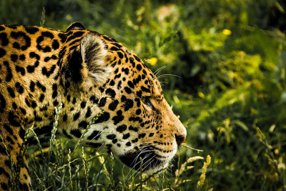Un jaguar y su pequeña cría fueron captados mientras cruzaban una carretera en la Biosfera Maya. (Foto: Pexels)