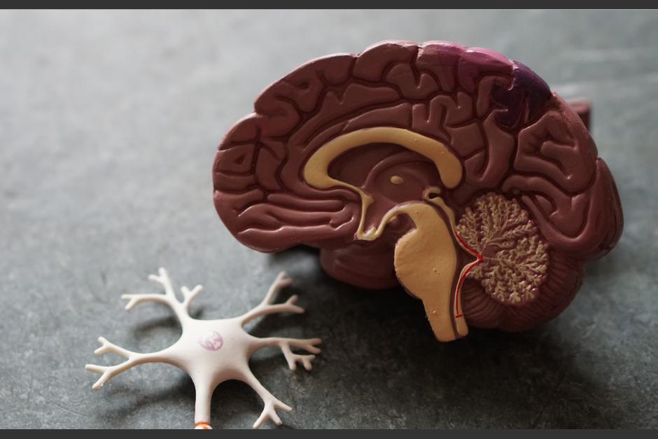 EL rejuvenecimiento se puede revelar en mejor desempe&ntilde;o cognitivo, destaca el estudio. (Foto: Unsplash)