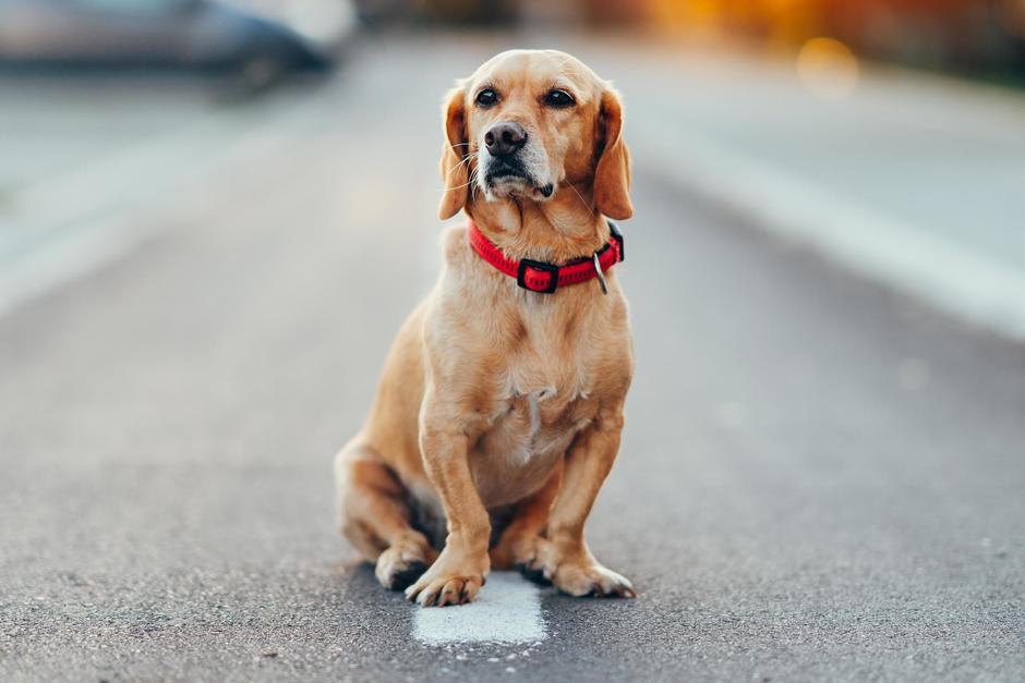 Un conductor detuvo la marcha en pleno tr&aacute;fico de la Aguilar Batres para rescatar a un perro que estaba abandonado en plena v&iacute;a p&uacute;blica. (Foto ilustrativa: Shutterstock)