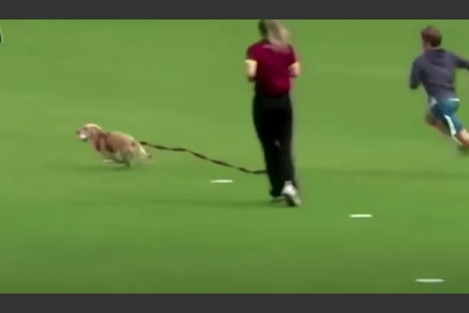 Momento en que el cachorro lleva consigo la pelota que robó con la jugada. (Foto: captura de pantalla)