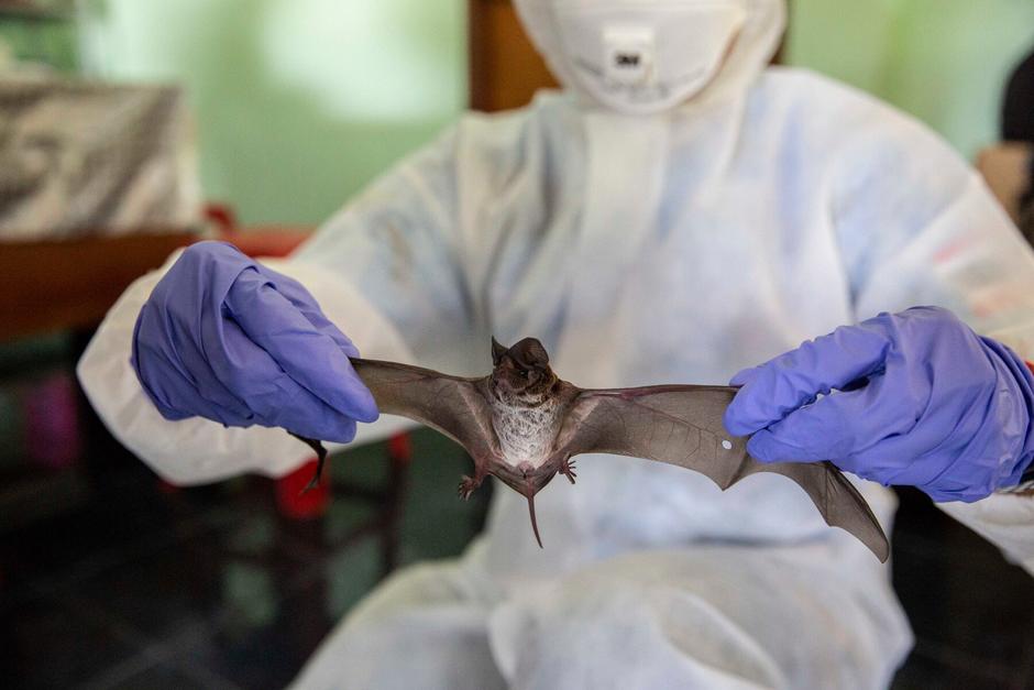 Los científicos detectaron un virus similar en murciélagos del Norte de Laos. (Foto: Getty Images)