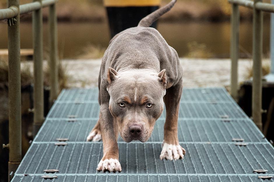 Una mujer que se dedica a rescatar animales fue atacada por un perro pitbull al que intentaba ayudar en Amatitl&aacute;n.&nbsp; (Foto: Archivo/Soy502)&nbsp;
