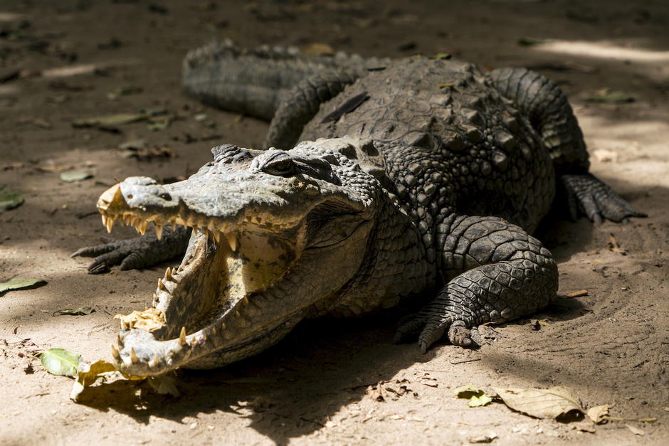 Un cocodrilo fue asesinado de un balazo en el lago Petén Itzá, en Petén. (Foto: El Mundo)