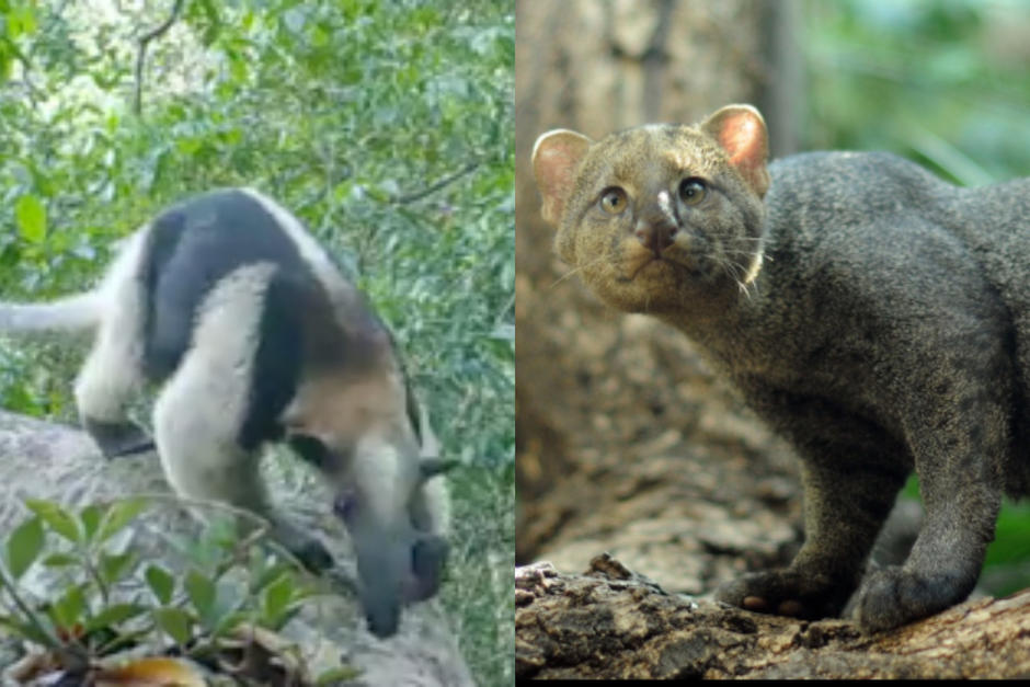 Las especies fueron captadas gracias a las c&aacute;maras trampa. (Fotos: WCS/Naturalista)