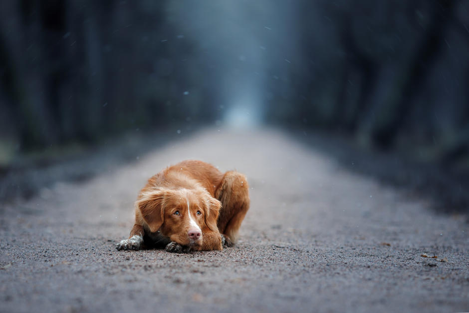 Un perro permaneció&nbsp;junto al cuerpo de su amo, quien fue asesinado. (Foto:&nbsp;Shutterstock)
