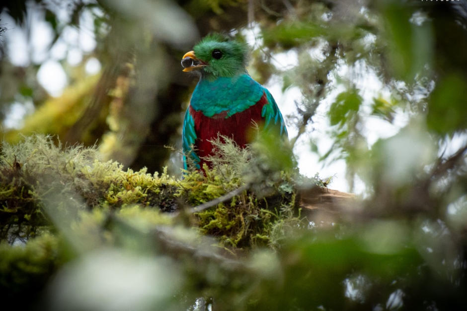 El ave nacional fue vista por en los bosques de Chiantla. (Foto: Cortesía Daniel Mérida)