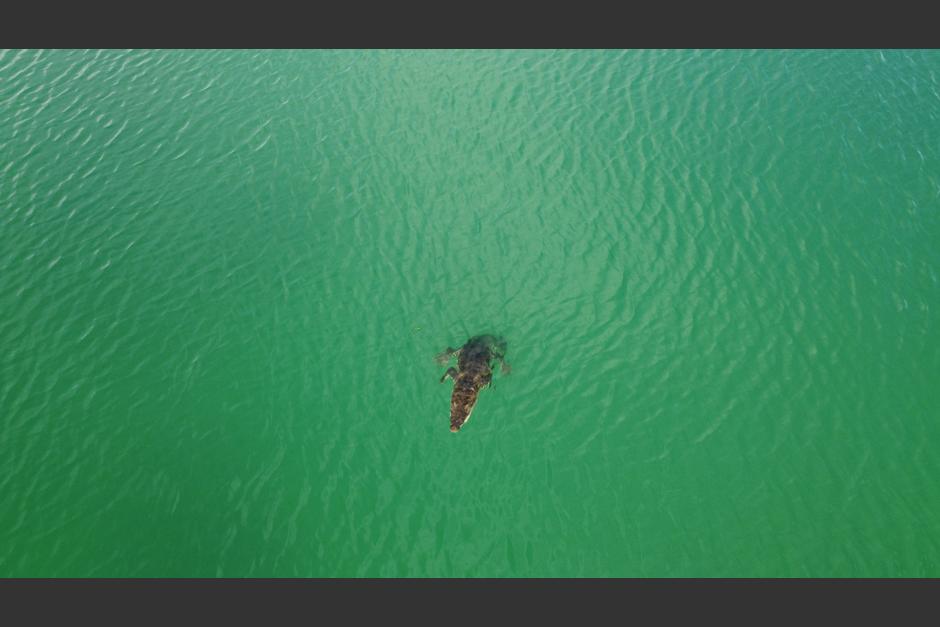 El cocodrilo fue captado mientras nadaba en el lago Petén Itzá. (Foto: L.K.S FOTOgraphi) 