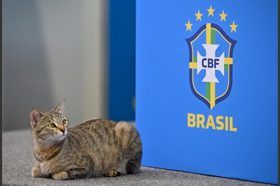 Los internautas creen que la eliminación de Brasil se debió por este gato. (Foto: AFP)