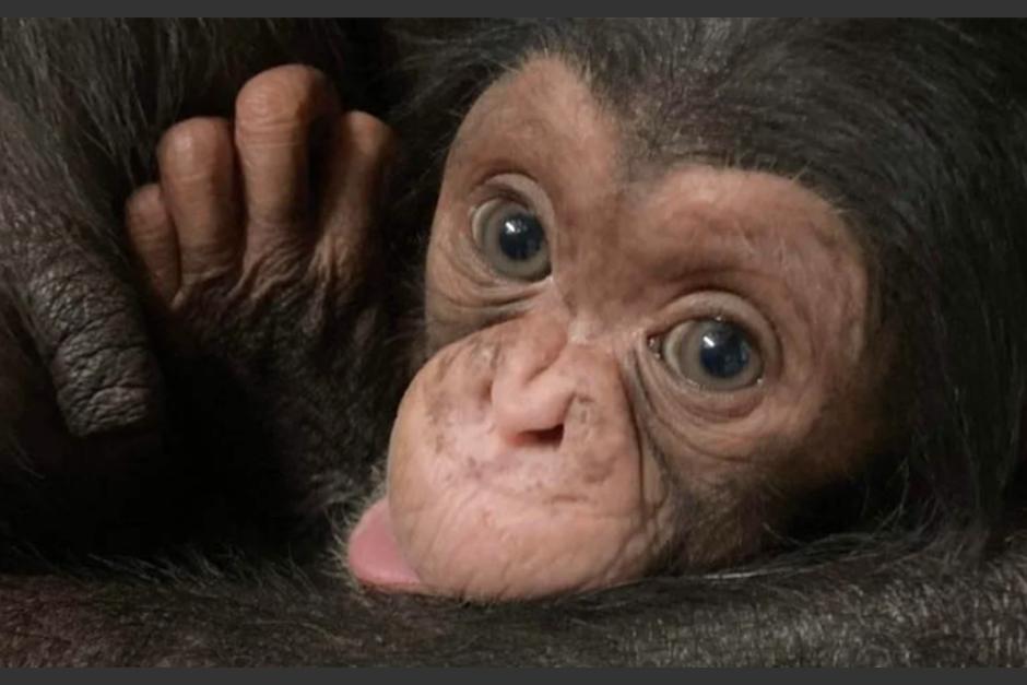 Murió Kucheza, el bebé chimpancé que causó ternura en internet al momento de nacer. (Foto: Zoológico)