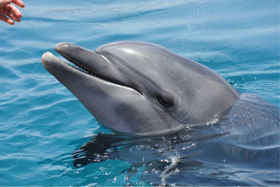 Personas que realizaban un paseo por la playa localizaron el cad&aacute;ver de un delf&iacute;n. El cuerpo del animal sigue en el lugar. (Foto ilustrativa: Shutterstock)