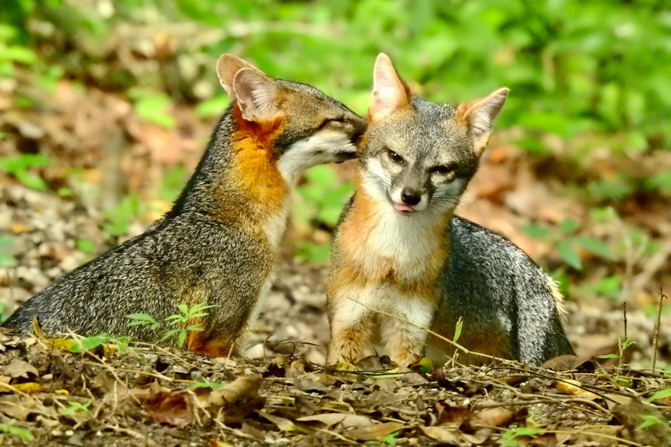 Algunos zorros fueron captados juntos en la selva petenera, las imágenes enternecen las redes. (Foto: Francisco Asturias)