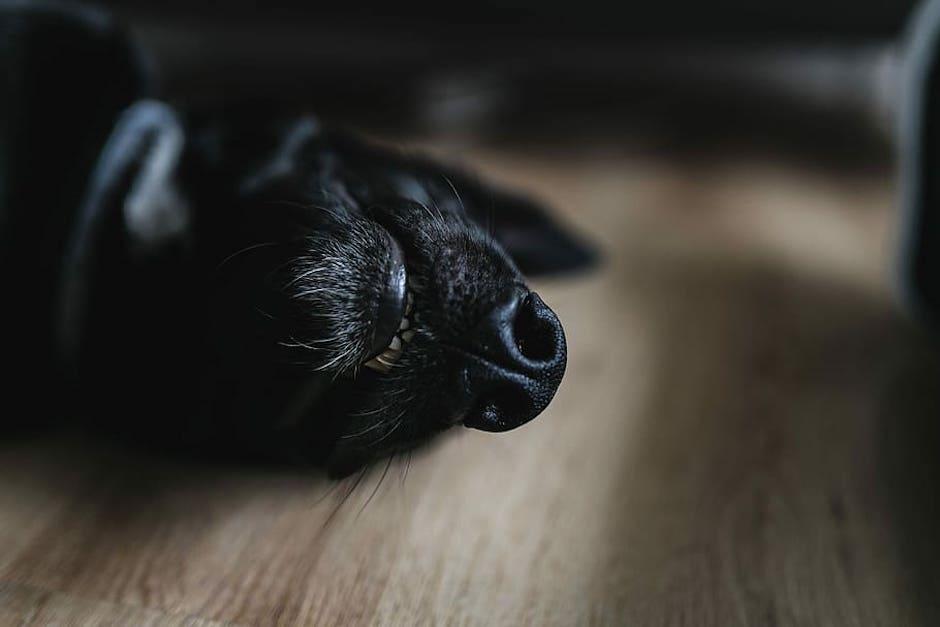 Un polic&iacute;a est&aacute; bajo investigaci&oacute;n por matar a un perro de 7 disparos. (Foto ilustrativa: Piqsels)