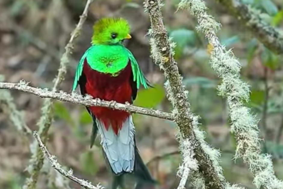 El video de un quetzal descansando se hizo viral en las redes. (Foto: video @abinashdhal)
