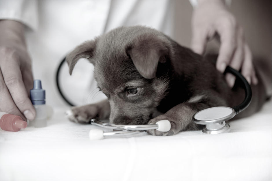 Los perritos se encontraban en malas condiciones tras su rescate, pese a que se intentó recuperarlos. (Foto: Shutterstock)