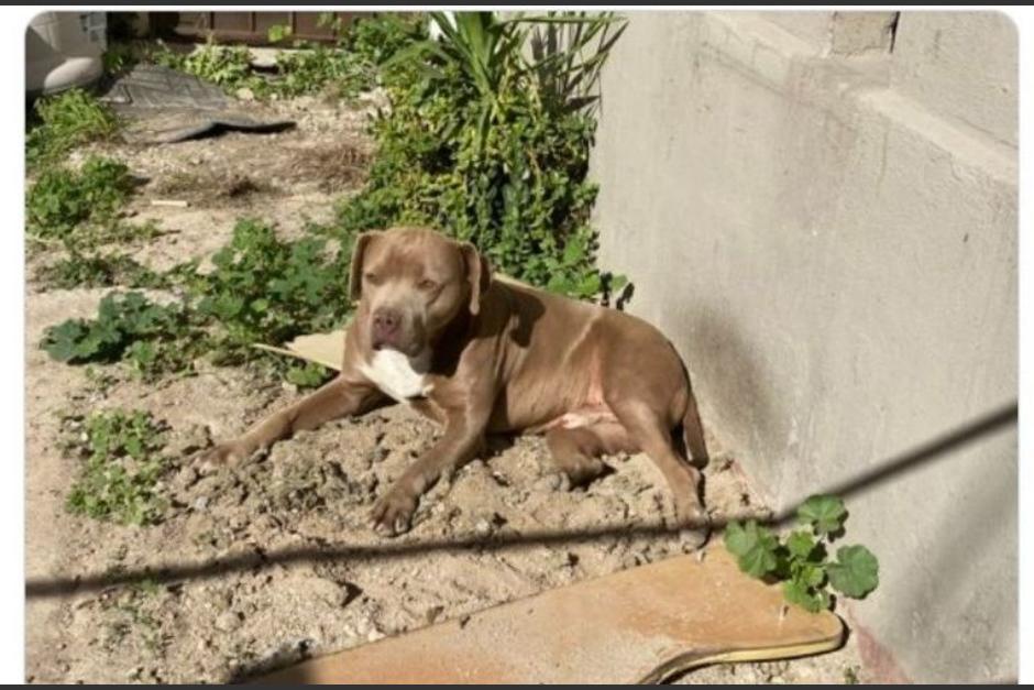 El perro fue rescatado de la calle y espera el regreso de su dueña, quien fue asesinada. (Foto: Radio Fórmula)