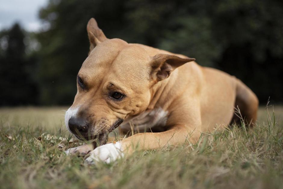 El perro se hizo viral por "ayudar" a la PNC a realizar patrullajes. (Foto: Archivo/Soy502)&nbsp;