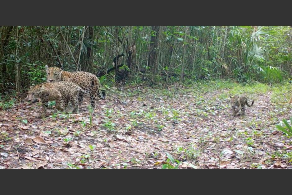 La familia de jaguares fue captada en Petén. (Foto: captura video)&nbsp;