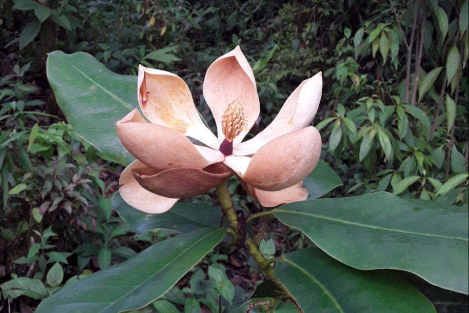 Tres especies de magnolia fueron encontradas en el país. (Foto: Estación Experimental de Orquídeas de la Familia Archila)