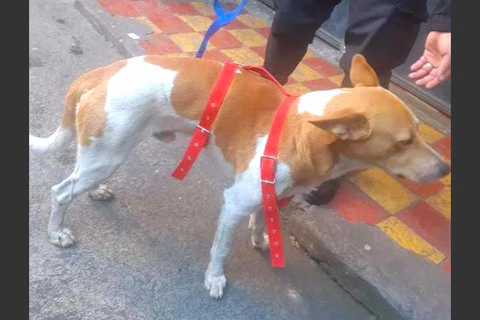 "Scooby" ha logrado ganarse el cari&ntilde;o de miles de personas en las redes sociales. (Foto: Direcci&oacute;n de Bienestar Animal)