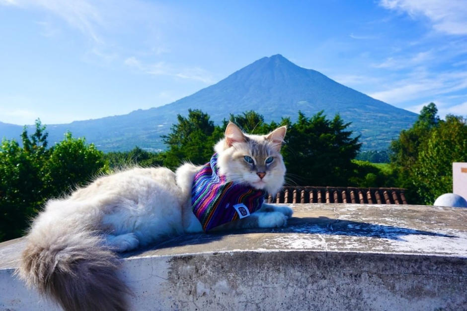 Polo The Explorer es un gato guatemalteco que ha logrado fama internacional. (Foto: Maria Galindo /Esteban Orozco)