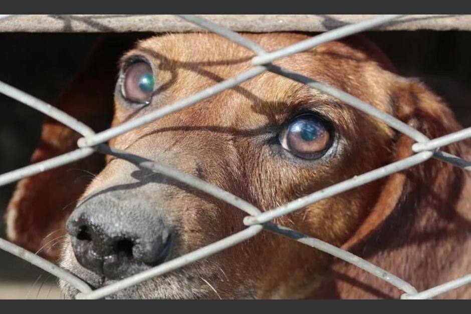 Rescatan a tres perros que eran víctimas de maltrato o estaban enfermos en diferentes casos. (Foto ilustrativa:&nbsp;Pixabay)