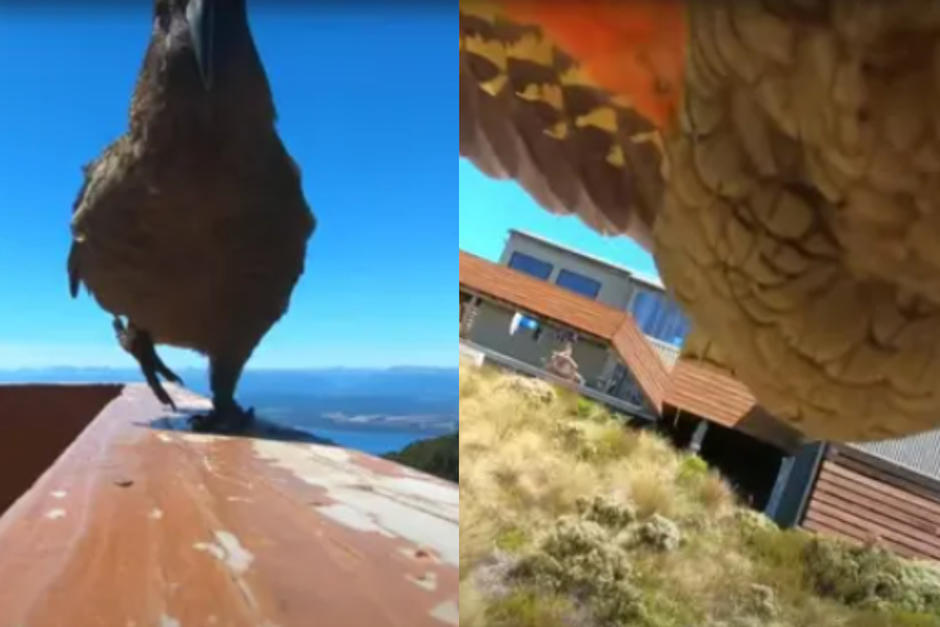 Un loro se rob&oacute; la c&aacute;mara, los due&ntilde;os lograron recuperarla. (Foto: Oficial)