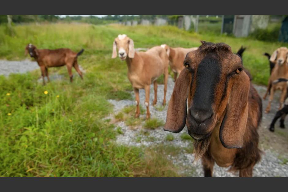 El hombre que abus&oacute; sexualmente de una cabra habr&iacute;a cometido un delito o una falta. Esto es lo que se sabe. (Foto ilustrativa:&nbsp;www.nationalgeographicla.com)