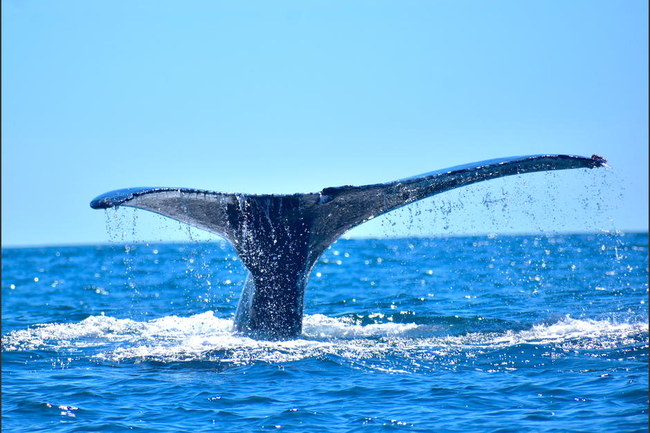 Una ballena jorobada se sumerge tras salir a respirar. (Foto: Fredy Hernández/Soy502)