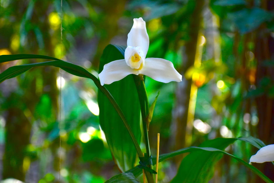 La flor nacional se encuentra amenazada, pero se hacen los esfuerzos para reintroducirla en espacios controlados. (Foto: Fredy Hern&aacute;ndez/Soy502)