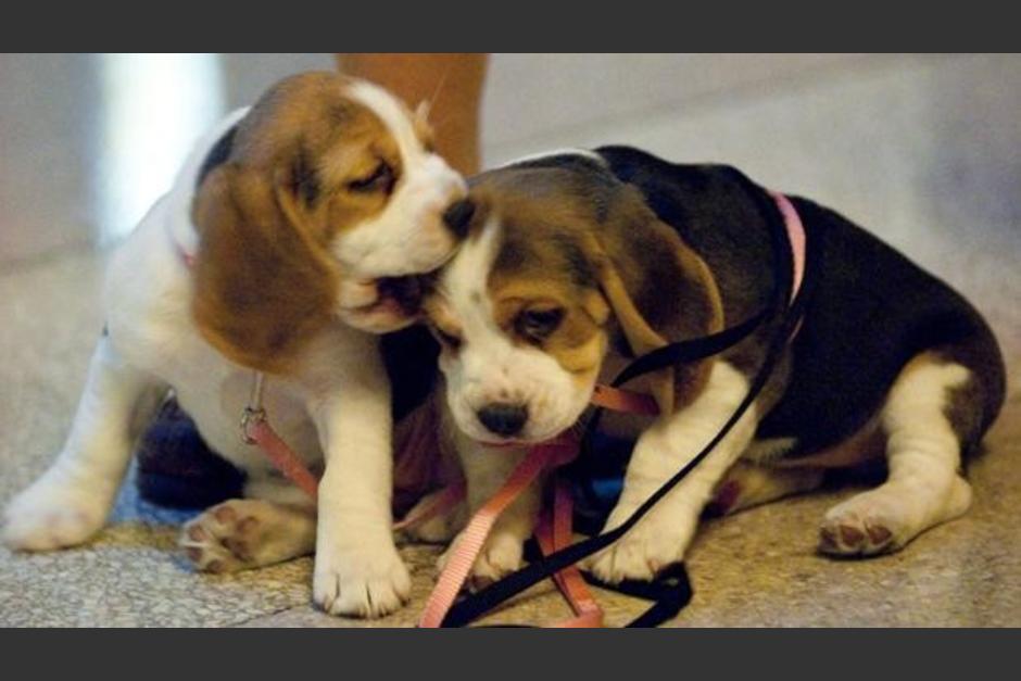Los perros beagle son parte de un experimento que realizará el laboratorio Vivotecnia, promovido por la Universidad de Barcelona. (Foto: AFP)