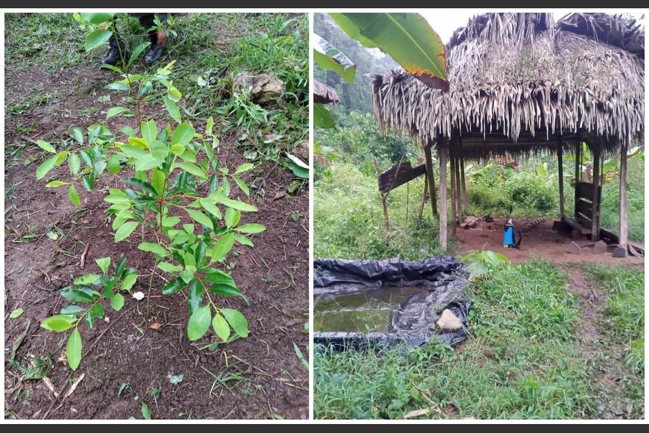 El Ejército localizó una presunta plantación y laboratorio de coca en las Verapaces. (Foto: Mindef)