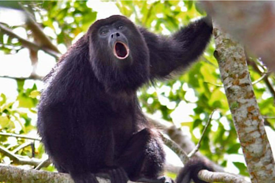 Cedieron el paso a un mono aullador cuando cruzaba una carretera en Petén. (Foto: tekcrispy)