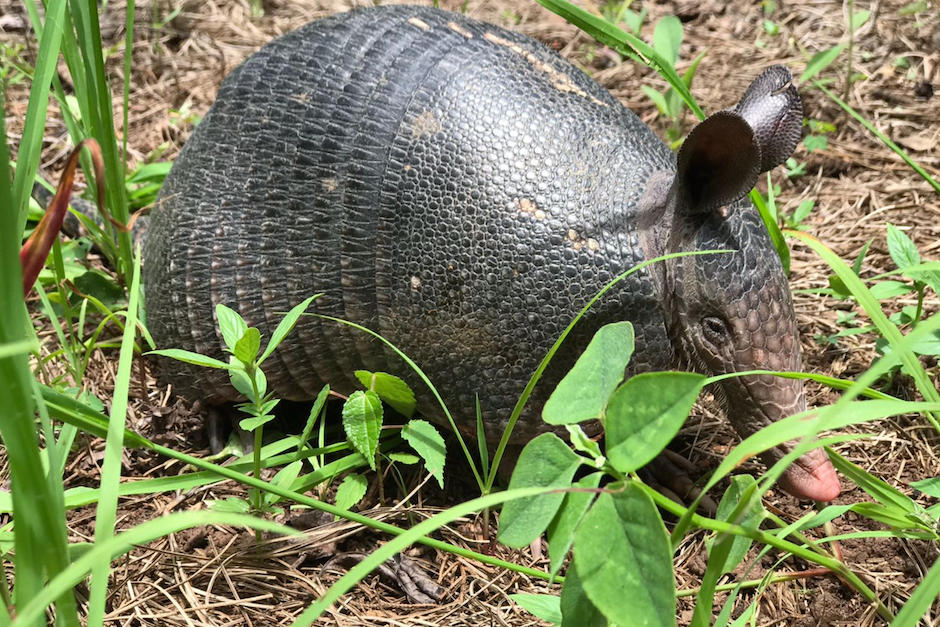 Una sana población fue encontrada en la reserva ubicada en la ciudad. (Foto: María Fernanda Bracamonte)