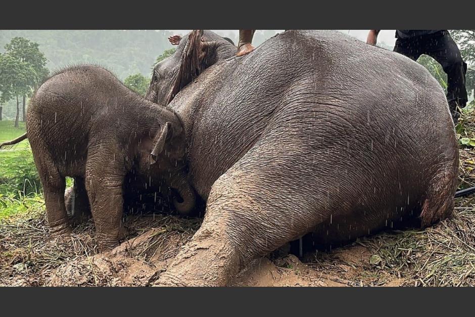 Una madre elefante se desmay&oacute; por estr&eacute;s mientras proteg&iacute;a a su cr&iacute;a atrapada en un desag&uacute;e. (Foto: AFP)