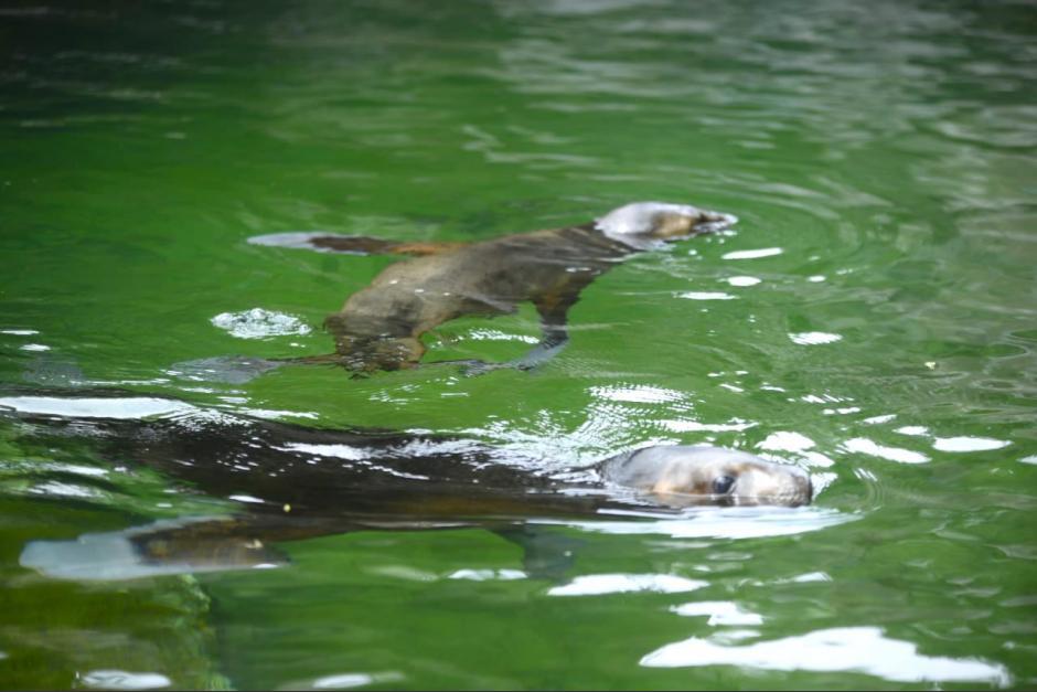 Los ejemplares fueron nombrados por los internautas. (Foto: Zoo La Aurora)&nbsp;