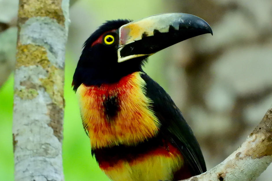 El conservacionista Francisco Asturias compartió las imágenes de este hermoso hallazgo. (Foto: Francisco Asturias)