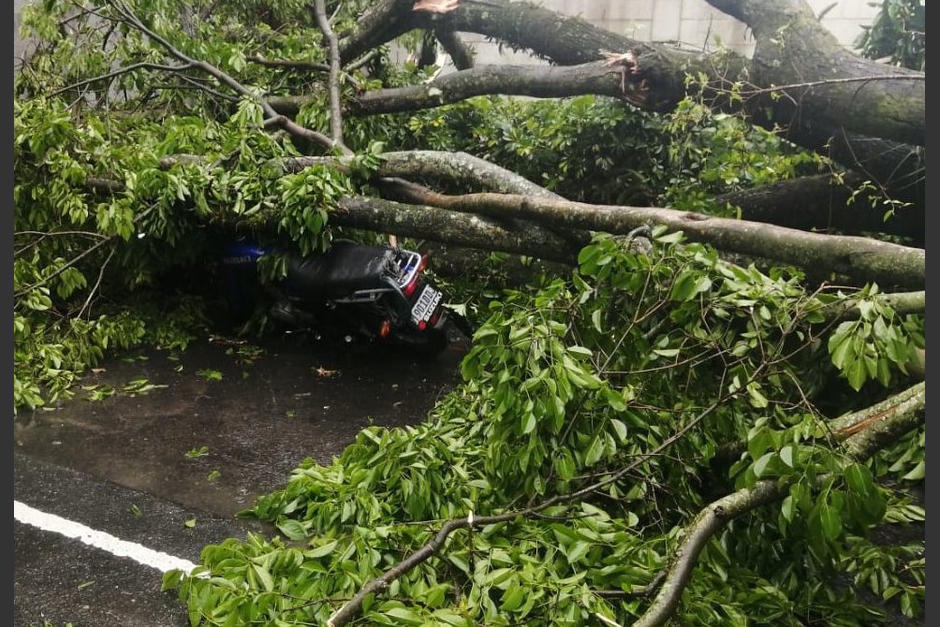 Un árbol de grandes dimensiones cayó sobre un vehículo y una motocicleta en la zona 10 capitalina. (Foto: Bomberos Municipales)