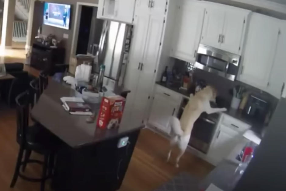 El perro encendi&oacute; la estufa de manera accidental. (Foto: Oficial)