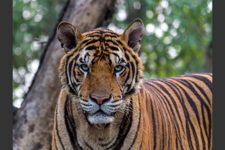 Varias personas quedaron estupefactas por el encuentro con el gran felino. (Foto: Pixabay)