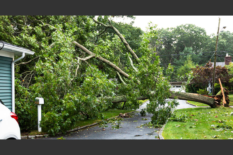 Un árbol cayó sobre una vivienda en la zona 3. (Foto ilustrativa: Shutterstock)&nbsp;