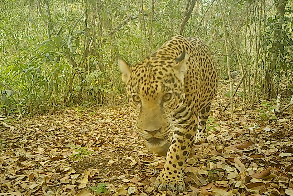 El ejemplar fue captado por las cámaras trampa. (Foto: Francisco Asturias)